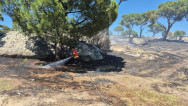 Muğla’a Ormanları İnsanlar Yakıyor !