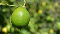 Tüketiciler bu yıl 10 liranın altında limon yiyemeyecekler