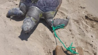  Caretta caretta cinayetleri isyan ettirdi