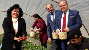 Muğla Valisi Çilek topladı