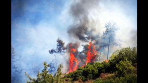 MİLAS’TA ORMAN YANGINI