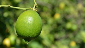Tüketiciler bu yıl 10 liranın altında limon yiyemeyecekler