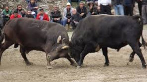 Bayır Boğa Güreşlerinden Eğitime Destek