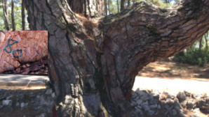 700 YILLIK AĞAÇLAR KÖMÜR OCAĞI İÇİN KESİLECEK..