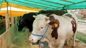 Kurban Bayramında Hastalıklı Hayvan Uyarısı