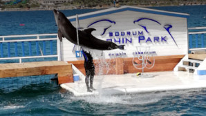 YUNUS PARKINDAN AÇIKLAMA VAR..! YA HİÇ YUNUS GÖRMEMİŞLER YADA..