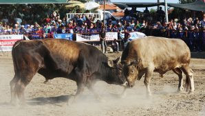 28. Ula Boğa Güreşleri Çok Heyecanlı Geçti