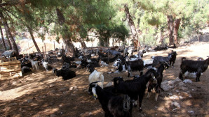 Fethiye’de Kurtlar Keçi Sürüsüne Saldırdı: 35 Keçi Telef Oldu