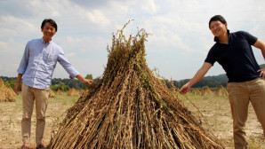 Japonlar ‘Suşi’ Susamı İçin Muğla’da