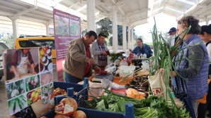 BODRUM TOHUM DERNEĞİ ÜRETİCİ PAZARI HER CUMARTESİ ORTAKENT’TE