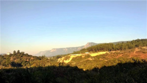 Çıtlık ormanları neden yok ediliyor?