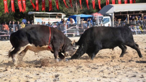 Milas’ta Gaziler Yararına Boğa Güreşi Düzenlendi