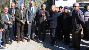84 çiftçiye, 3 bin 300 adet memecik zeytini fidanı…