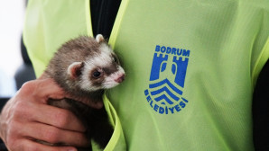 FERET İLGİ ODAĞI OLDU