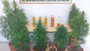 Kenevir ve Likit Esrar ele geçerildi             