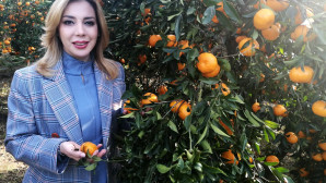 SICAKLIK ARTIŞINDAN KAYNAKLANAN NARENCİYE ZARARLARI…