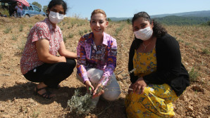 MUĞLADA LAVANTA ŞENLİĞİ