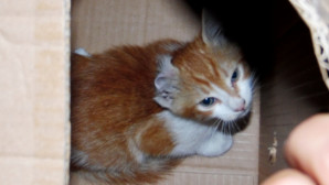 ZABITADAN SARIOĞLAN’I HAYATA BAĞLAYAN OPERASYON!