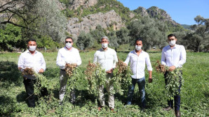 MARMARİS FISTIK MARKASI OLACAK