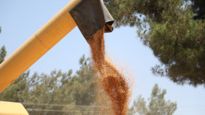 KARAOVA’DA HASAT ZAMANI