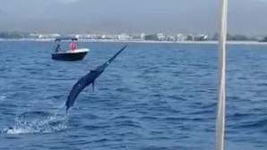 OLTAYA 3 METRELİK KILIÇ BALIĞI TAKILDI!