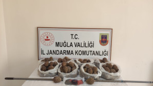 Fıstıkçamı çaldılar