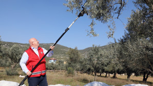 Menteşe Belediyesi Zeytin Hasadına Başladı