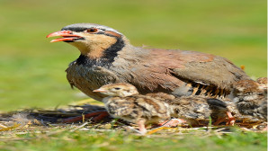 2021-2022 AV DÖNEMİ AV SEZONU KAPANDI.