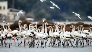 Tuzla Kuş Cenneti yok mu oluyor! 