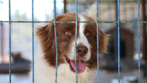 BODRUM BELEDİYESİ’NDEN SAHİPLENME ÇAĞRISI