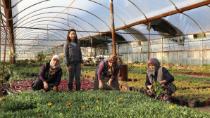 Bir Milyon 250 Bin Çiçek Üretildi