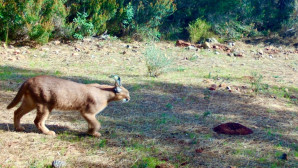 Muğla’da hazırlanan “Ormanın sırrı Karakulak” Belgeseli Uluslararası Festivalde resmi seçimler arasına girdi .