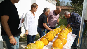 ŞENLİKTE EN GÜZEL KAVUN SEÇİLDİ