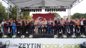 Zeytinin başkentinde hasat coşkusu başladı