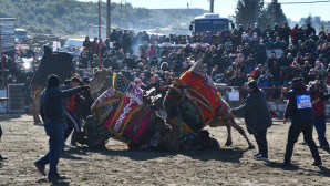 Yatağan’ da Geleneksel Deve Güreşi Festivali, 21 Ocak’ta