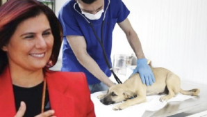 Sokak Köpeklerinde Çözümü ‘Topuklu Efe’ buldu