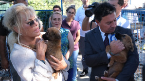 Büyükşehir 3202 Can Dostu Yeni Yuvalarına Kavuşturdu