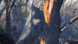Bodrum’da yüzlerce zeytin ağacı kül oldu büyük korku yaşandı