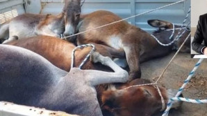 Datça Belediye başkanından Yaban Eşeklerinin toplatılması ile ilgili  açıklama;  