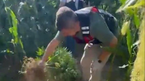 Muğla Menteşe  Karabağlar Yaylasında Evinde Esrar Üreten Şahıs Yakalandı