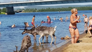 Finlandiya’da sıcaklar rekor kırdı, Ren geyikleri sıcak çarpmasından ölmeye başladı