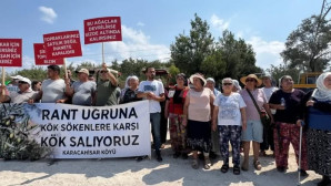 İKİZKÖY AKBELEN’DE ASIL ZEYTİN NÖBETİ ŞİMDİ BAŞLADI