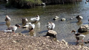 Muğla’nın turistik beldesi Akyaka’da kuş gribi vakası görüldü acil önlem için muhtarlar uyarıldı