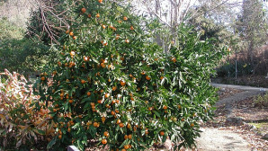 Mandalina ihracat şampiyonu oldu 