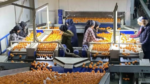 Mandalina ihracatı 615 milyon dolarla rekor kırdı