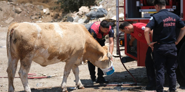 Yangın Sahasında Yürek Isıtan An:   İtfaiye İneklere Temiz Su Verdi