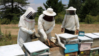 Türkiye’de ilk defa arı zehri üretildi
