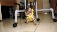 Felçli Yavru Kedi Portatif Yürüteçle Yürümeye Başladı