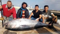 İki yüz kiloluk orkinos, Türk balıkçıları Yunan adasına sürükledi