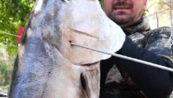 Zıpkınla 35 kilo ağırlığında Akya balığı yakaladı